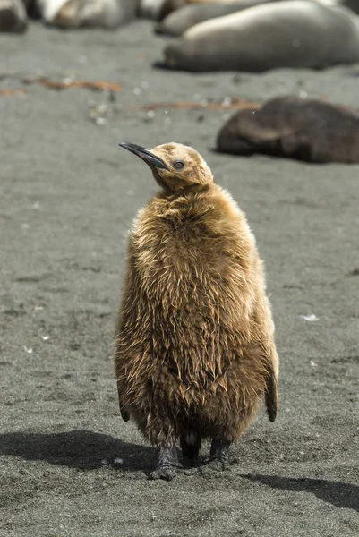 蓬松的国王企鹅 — 图库照片