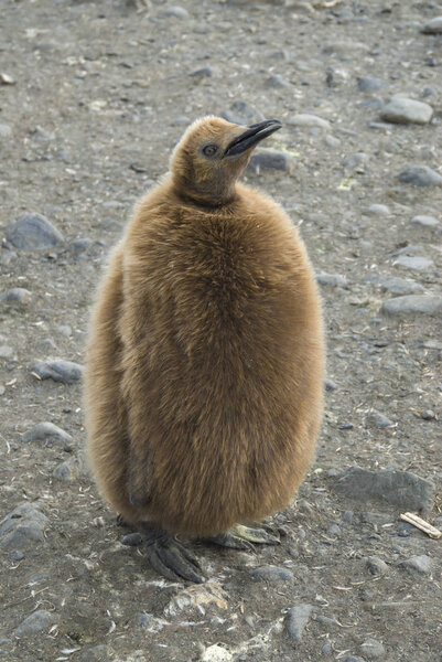 Fluffy King penguin chick