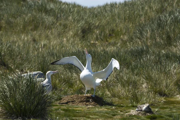 Блукаючі альбатроси на гнізді — стокове фото
