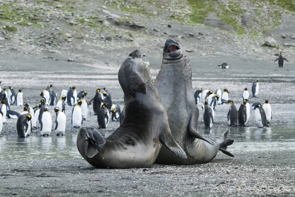 Битва слонов с тюленями — стоковое фото