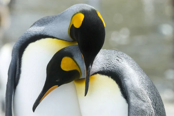 Primer plano del pingüino rey mirando a la cámara — Foto de Stock