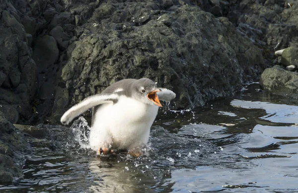 Чик Gentoo пінгвіна у воді — стокове фото