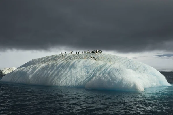 Belle vue sur les icebergs en Antarctique — Photo