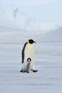 İmparator penguen ile piliç