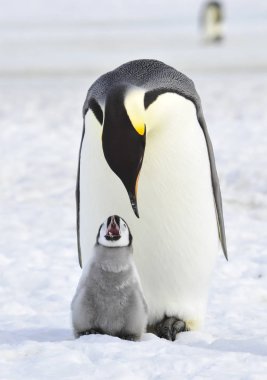 İmparator penguen ile piliç