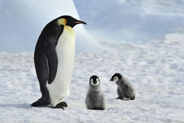İmparator penguenler piliçle