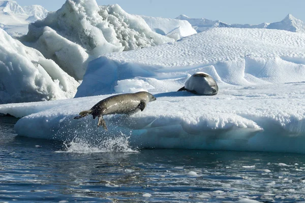 Crabeater seals jump on the ice. — Stock Photo, Image