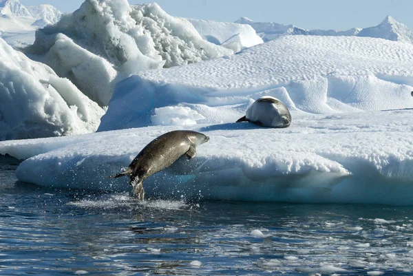 Les phoques crabiers sautent sur la glace . — Photo