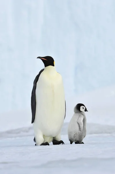 Imperador pinguim com pinto — Fotografia de Stock