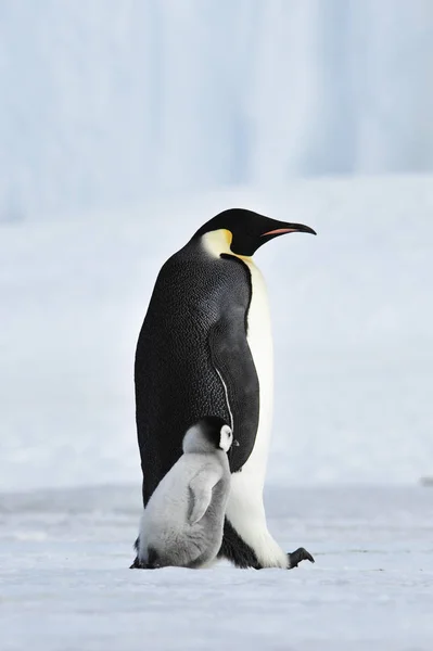 Imperador pinguim com pinto — Fotografia de Stock