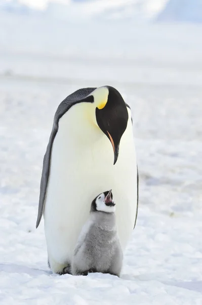 Tučňák císařský s kuřátko — Stock fotografie