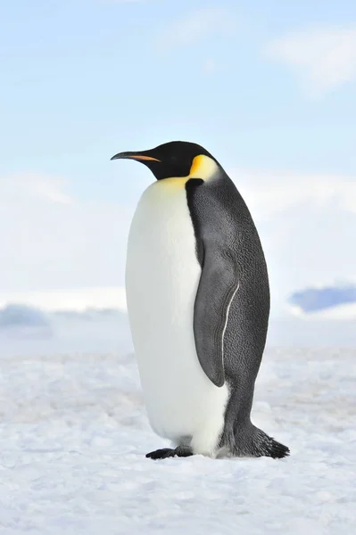 Імператорський пінгвін по снігу — стокове фото