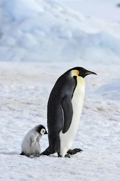 İmparator penguen ile piliç — Stok fotoğraf