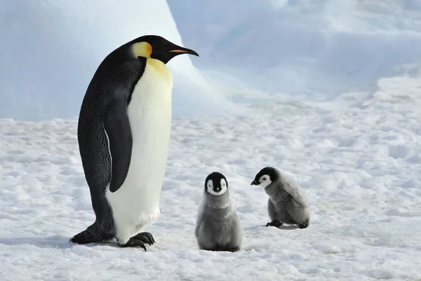 Imperador Pinguins com pintos — Fotografia de Stock