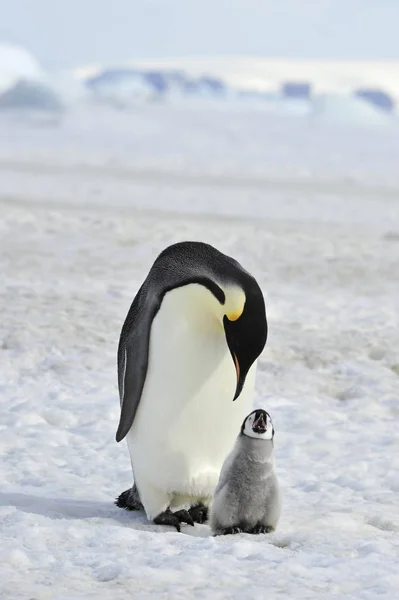 Emperador pingüino con polluelo —  Fotos de Stock