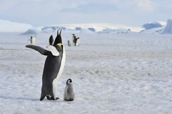 Emperador pingüino con polluelo —  Fotos de Stock