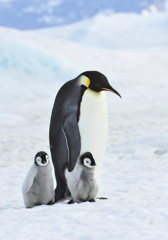 Emperor Penguin with chick