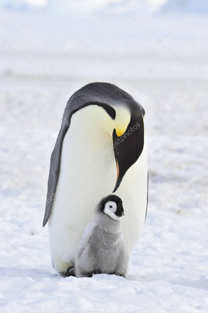 Emperor Penguin with chick