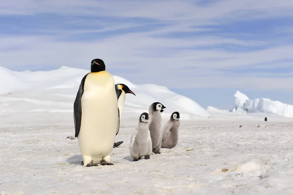 Emperor Penguins with chick — Stock Photo, Image