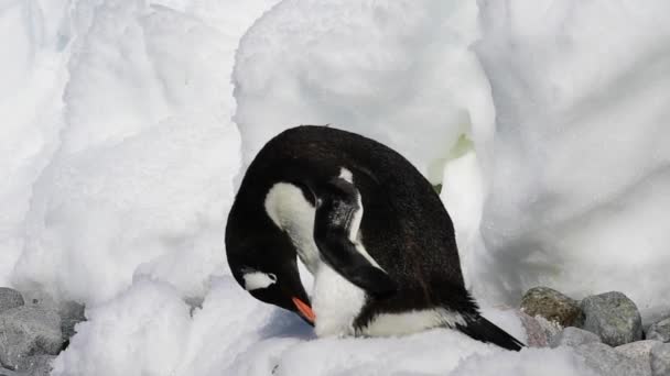 Gentoo Penguin en el hielo — Vídeos de Stock