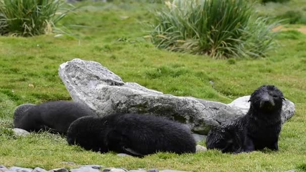 Antarctic fur seal pup close-up in grass — Stock Video