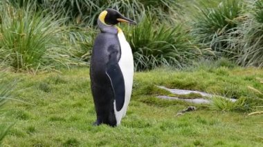 Güney Georgia, Kral penguenler