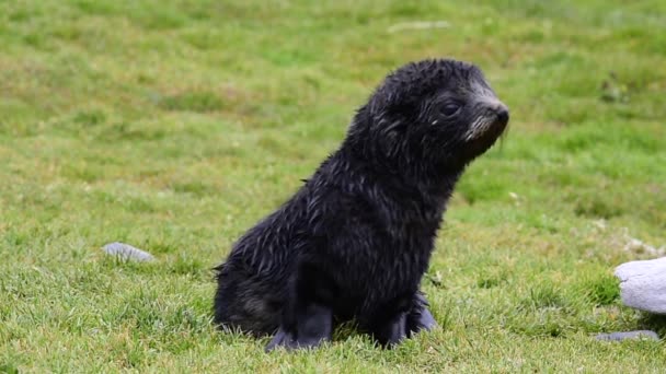 Cachorro de foca de piel antártica de cerca en hierba — Vídeo de stock