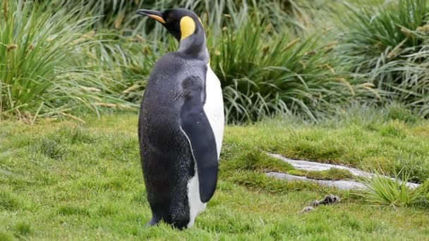 Koning pinguïns in Zuid-Georgië — Stockvideo