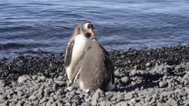 Gentoo penguen besleme piliç