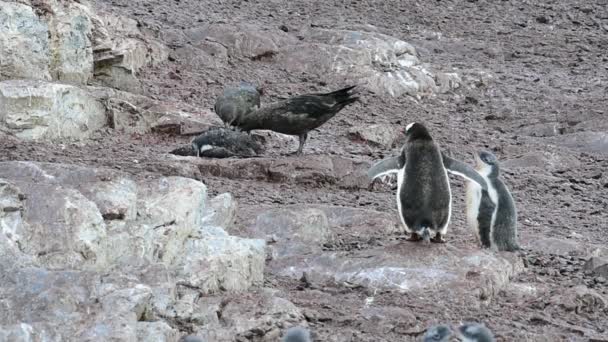 Jagers doden en eten levende baby pinguïn — Stockvideo