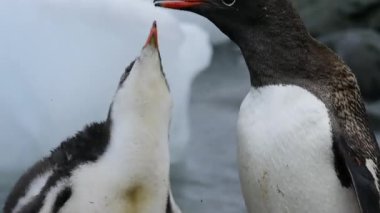 Gentoo penguen besleme piliç
