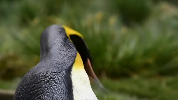 Koning pinguïns in Zuid-Georgië — Stockvideo