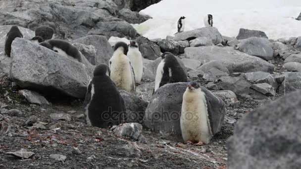 Gentoo pingüino chiks en las rocas — Vídeo de stock