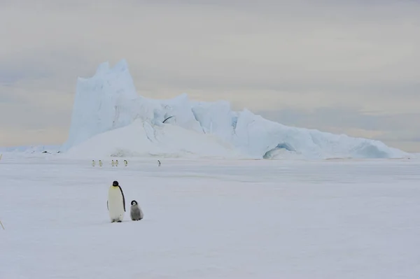 İmparator penguenler buz üzerinde — Stok fotoğraf