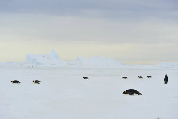 Imperador Pinguins no gelo — Fotografia de Stock