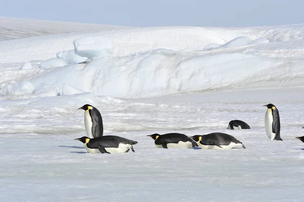 Bela vista dos icebergs Snow Hill Antártica — Fotografia de Stock