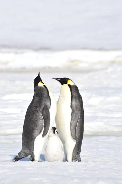 皇帝ペンギンの雛と — ストック写真