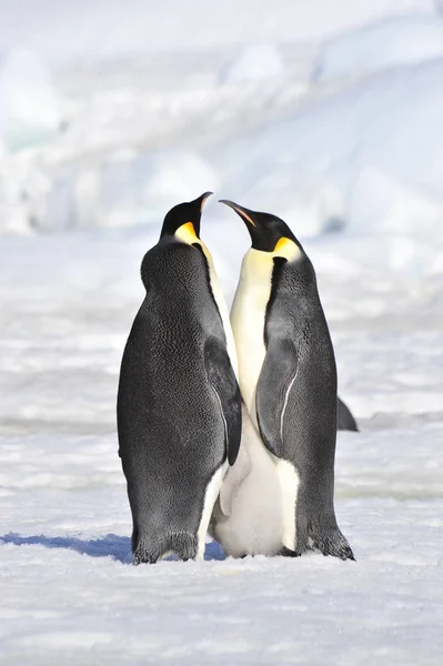 Imperador Pinguins com pintos — Fotografia de Stock