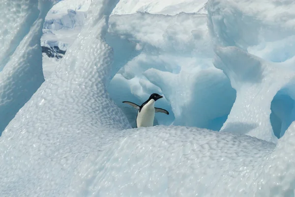 Adéliepinguïn op ijsberg — Stockfoto