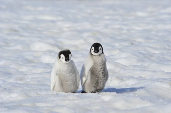 Imperador Pinguim pintos na Antártida — Fotografia de Stock