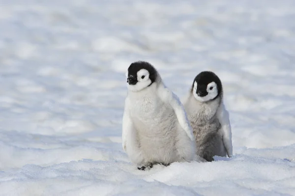 Pollitos pingüinos emperador en la Antártida — Foto de Stock