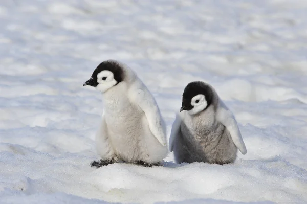 Pollitos pingüinos emperador en la Antártida —  Fotos de Stock