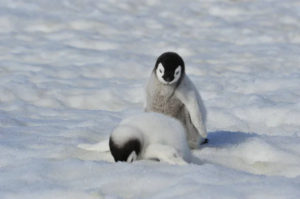 Keizerspinguïn kuikens in Antarctica — Stockfoto