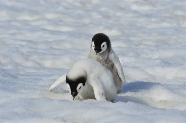 Πιγκουίνος αυτοκράτορα νεοσσών στην Ανταρκτική — Φωτογραφία Αρχείου