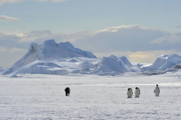 Bella vista degli iceberg Snow Hill Antartide — Foto Stock