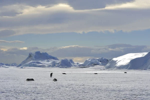 Belle vue sur les icebergs Snow Hill Antarctique — Photo