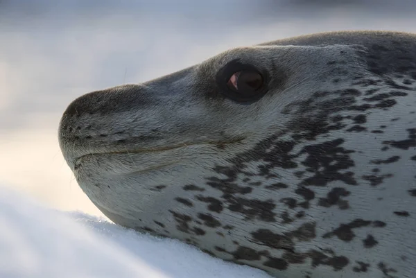 Phoque léopard sur glace Floe — Photo