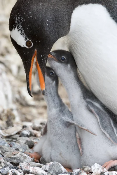 Civciv ile yetişkin gentoo pengueni. — Stok fotoğraf