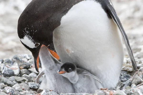 Adult Gentoo penguiN with chick. — Stock Photo, Image