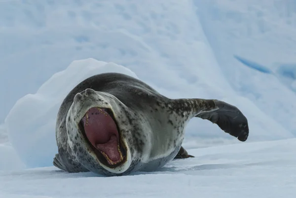 Леопард Тюленя на крижаному потоці — стокове фото